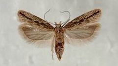 POLILLA GUATEMALTECA. La plaga, muy temida en las plantaciones de patatas, fue detectada en el 2015. Est� localizada en varios ayuntamientos de Ferrol y de A Mari�a.