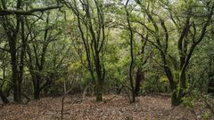 Ejemplo de bosque mediterr�neo en Catalu�a, que ser� uno de los m�s afectados por las plagas forestales e incendios