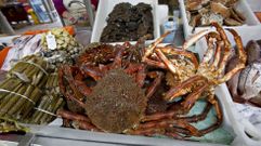 La centolla se mueve entre 22 y 25 euros el kilo en Pontevedra