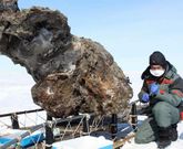 Un equipo ruso-coreano anunci� esta semana que hab�a hallado sangre de un mamut.