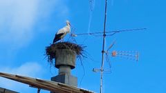 Un ejemplar de cig�e�a fotografiado esta semana en un edificio de la avenida de Galicia, en el casco urbano de Monforte