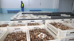 Imagen de archivo de venta de almeja en Ribeira