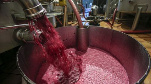 En la elaboraci�n de tintos tambi�n es�peligroso la retirada del bagazo que fermenta junto al vino