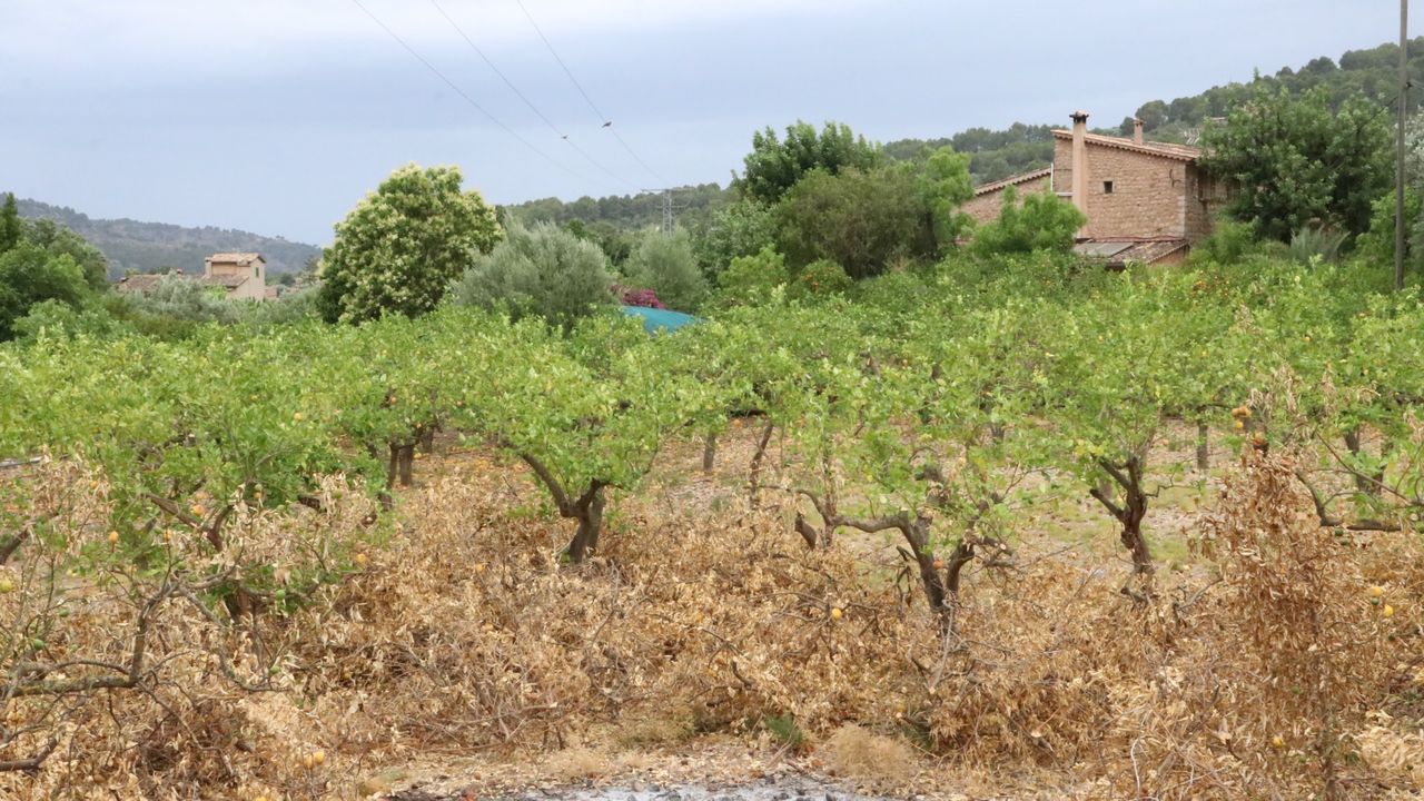 Sumar plantea crear un banco público de tierras agrarias para frenar el acceso a las fincas de los fondos de inversión