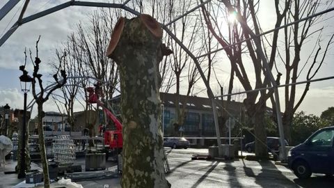 cambre.Imagen de algunos de los �rboles de la plaza central del municipio