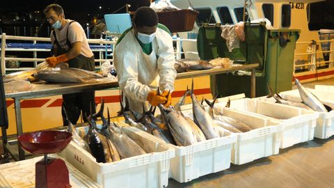 Imagen de archivo de una de las ltimas descargas de bonito de esta costera en Burela, lder gallego en la venta de ese pescado azul de temporada