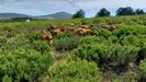 Las cabras que pastan en montes incluidos en el proyecto estn protegidas por mastines.