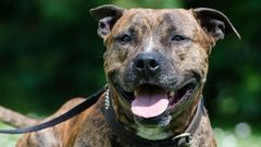 Un ejemplar de american staffordshire terrier