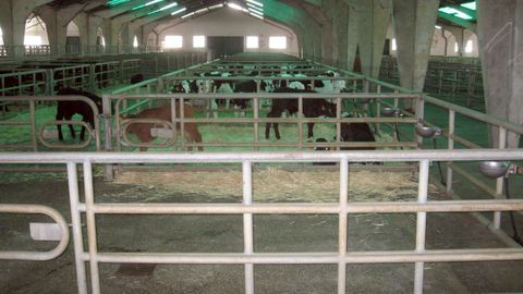 Reses en el mercado ganadero de Castro de Ribeiras de Lea, ayer  