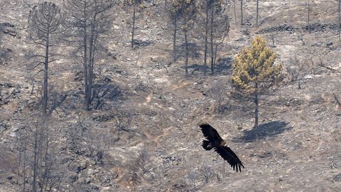 El Parque Natural del Valle de Iruelas, arrasado por los incendios en �vila