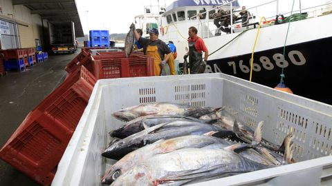 Dos arrastreros pelgicos franceses descargando bonito en un puerto gallego (foto de archivo)