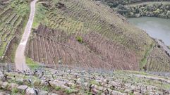 Vias de Algueira situadas en la ribera de Doade en las que se recuper la cava tradicional 