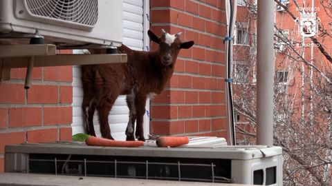 Bomberos rescatan una cabra posada sobre la ventana de un quinto piso en Villaverde