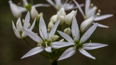 El ajo de oso (Allium ursinum) forma parte de la flora local