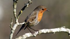 Petirrojo o paporrubio (Erithacus rubecula)