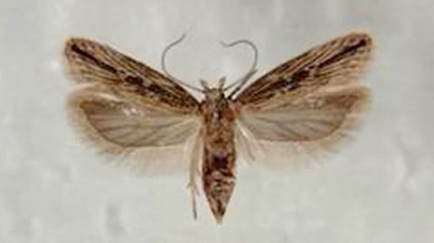 POLILLA GUATEMALTECA. La plaga, muy temida en las plantaciones de patatas, fue detectada en el 2015. Est localizada en varios ayuntamientos de Ferrol y de A Maria.