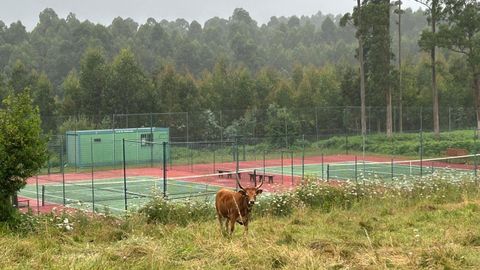 Las pistas de tenis de Loiba con una vaca de raza cachena, mascota del club