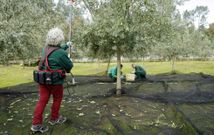 La venta de aceite de oliva en el exterior creci� hasta octubre del a�o pasado un 86 %. 