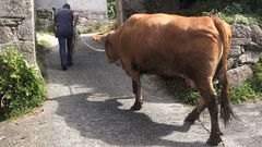 La vaca Rosita, de m�s de 1.000 kilos de peso y 10 a�os de vida, pase� ayer por �ltima vez por las corredoiras de Cornes, antes de partir hacia el matadero