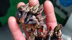 Moluscos incautados al furtivo