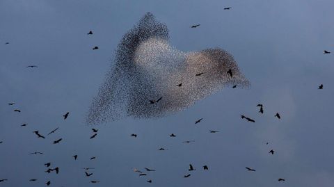 Una bandada de pjaros sobre el cielo israel