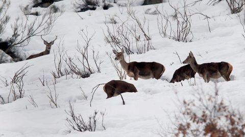 Venados entre la nieve en las proximidades del puerto de San Isidro