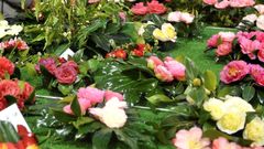 Anteriores Mostras da Camelia de Nar�n