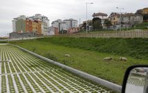 Un grupo de ovejas, descansando a primera hora de la tarde de ayer en la zona verde del p�rking. 