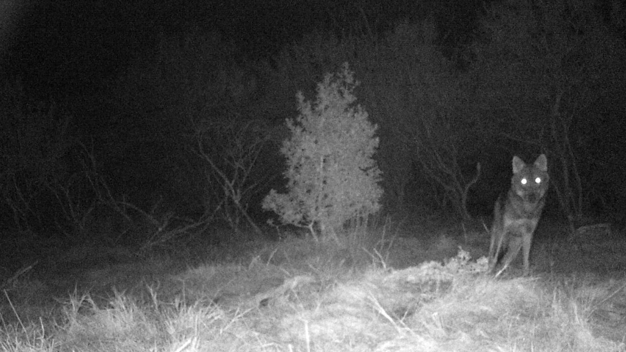 Guerra por los datos del lobo: catorce comunidades iniciarán acciones judiciales contra el Gobierno por incumplir los plazos de la UE