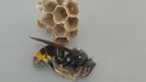 Avispa asi�tica localizada en Oviedo