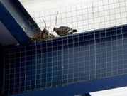 Las aves anidan sin problemas en las vigas de Fexdega.