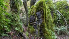 Recorrido visual por un laberinto de rocas, �rboles y musgo