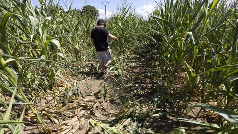 El ganadero muestra algunos de los da�os causados en su plantaci�n de ma�z.