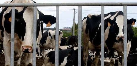 La subida de los precios de la leche en origen ha proporcionado un respiro al castigado sector lcteo gallego.