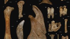 Restos de animales encontrados en Cova Eirs