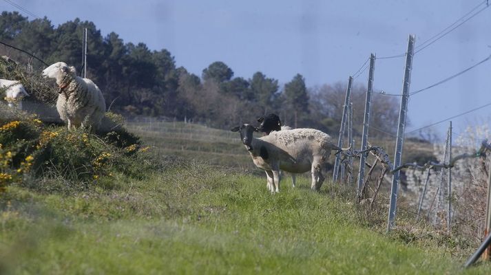 Ovejas pastando junto a las cepas en las vi&ntilde;as de la bodega Rectoral de Amandi