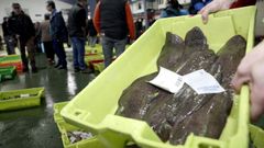 Lenguados en la lonja de Ribeira, en una subasta de febrero del 2024.