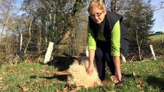 Una de las ovejas muertas en el ataque al reba�o en Pilo�a