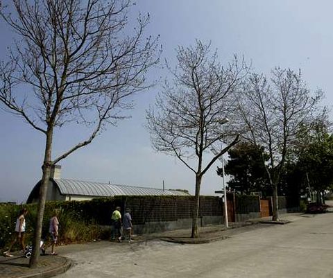 Los tres �rboles ya est�n secos debido al veneno.