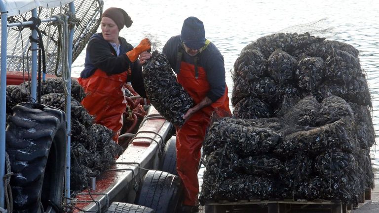 Descarga de mejill�n en Porto Meloxo (O Grove), en diciembre del 2024.