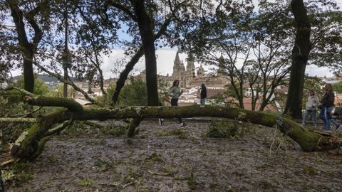 rbol tirado por el viento en la Alameda de Santiago.