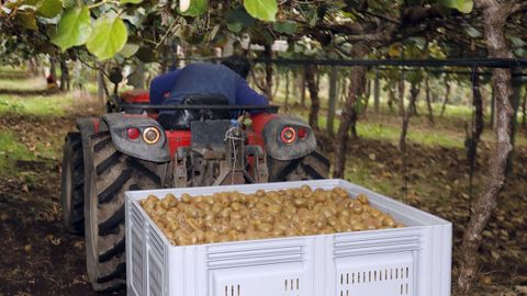 Imagen de archivo de una recolección de kiwi en O Baixo Miño, a orillas del río Miño.