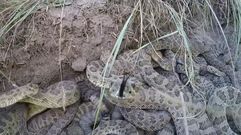 As� se recupera una GoPro de un nido de serpientes