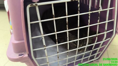 El gato abandonado en la oficina de Vilalonga