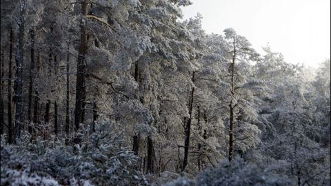 �rboles nevados en la sierra de O Faro, en Chantada 