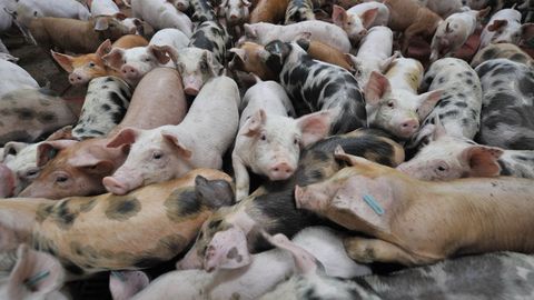 Los productores de cerdo dicen que el precio de los lechones ha de subir al ritmo de Alemania para que su actividad pueda ser viable
