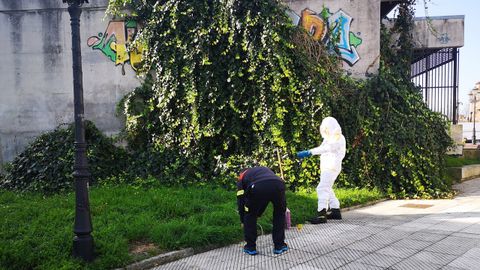 Operarios de Bomberos de Oviedo retiran un nido de avispa asi�tica o velutina en el barrio de Otero
