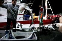 Los armadores reclaman el reglamento que permit�a el despiece a bordo, pero no tirar el cuerpo. 