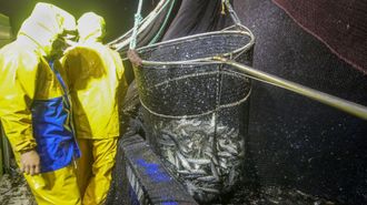 Pescadores de cerco, capturando sardina, en foto de archivo