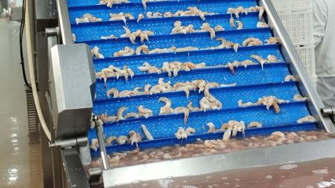 Procesado de langostino en la planta de Greciamar